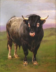 Der schwarze Stier